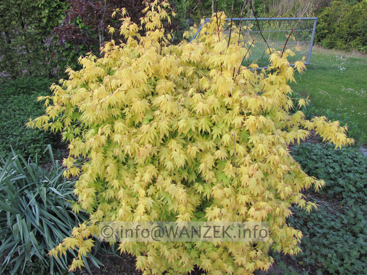 Acer palmatum Orange Dream Sol1.JPG